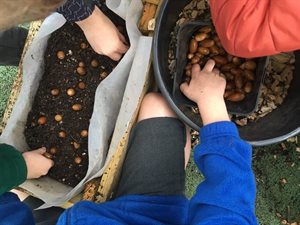 Nuts for Trees planting seeds